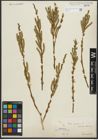 Foto von Salix purpurea L.